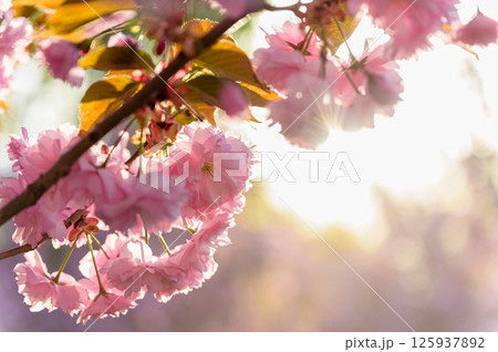 Close-up of sakura flowers glowing in sunset backlight. 125937892