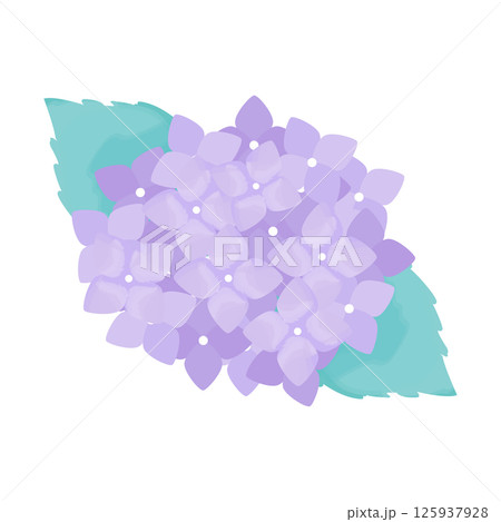 水彩風の紫あじさい_Hydrangea Flower Clipart 125937928