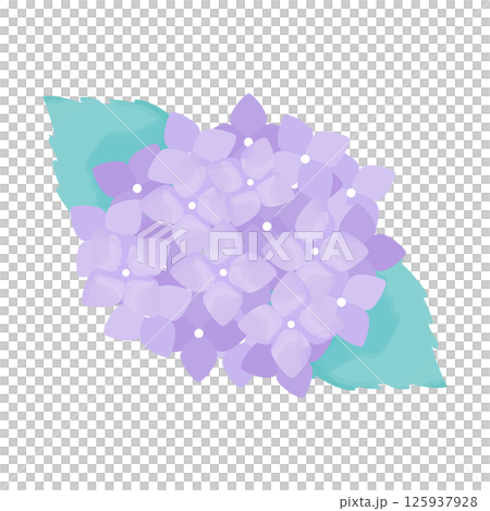 水彩風の紫あじさい_Hydrangea Flower Clipart 125937928