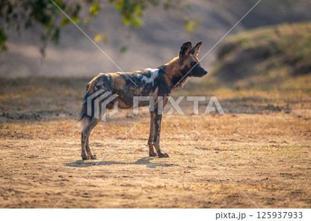 African wild dog stands backlit in profile 125937933