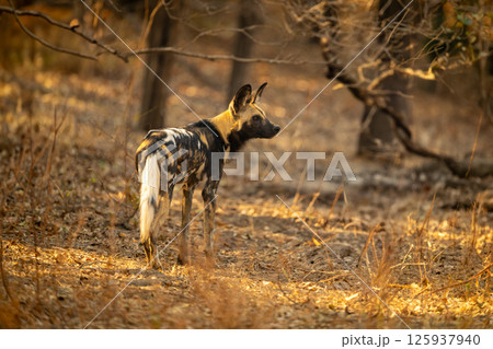 African wild dog stands in dappled sunlight African wild dog stands in dappled sunlight 125937940