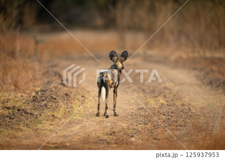 African wild dog stands looking along track 125937953