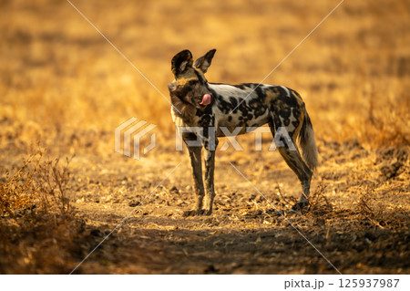 African wild dog stands still licking lips 125937987