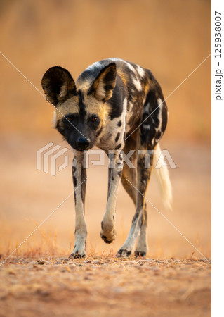 African wild dog trots across sandy ground African wild dog trots across sandy ground 125938007