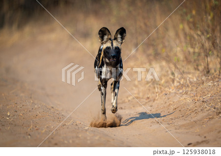 African wild dog trots straight toward camera 125938018