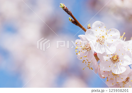 Blooming cherry blossom tree in spring, with delicate pink flowers 125938201