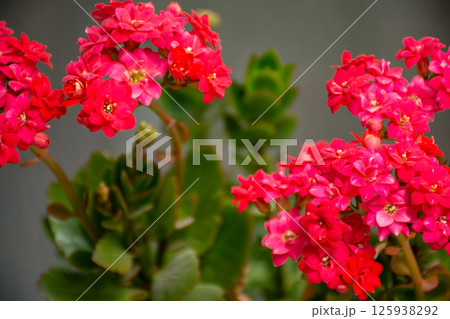 Flowerpot blooming with red flowers, kalankha close-up with copy space 125938292