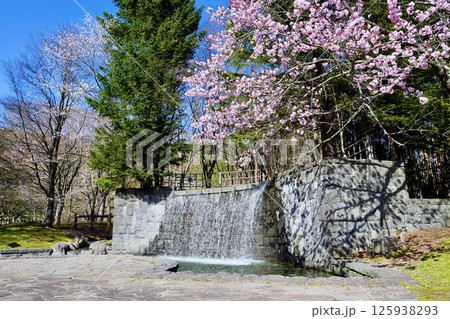 名水ふれあい公園の「桜」と「滝」 125938293