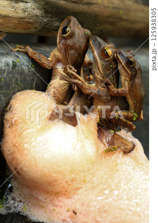 Frogs mating in the rainforest. Close-up of a group of frogs, Frogs in the nest Frogs mating in the rainforest. Close-up of a group of frogs, Frogs in the nest 125938305