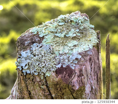 green lichen on a wooden post 125938344
