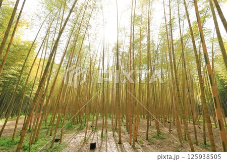 栃木県宇都宮市 若竹の杜 金明孟宗竹 栃木県宇都宮市 若竹の杜 金明孟宗竹 125938505