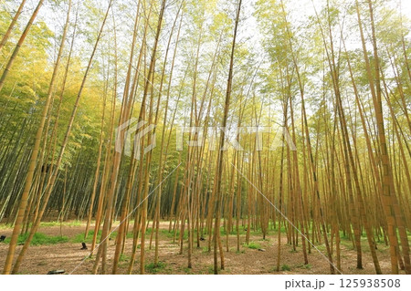 栃木県宇都宮市 若竹の杜 金明孟宗竹 栃木県宇都宮市 若竹の杜 金明孟宗竹 125938508