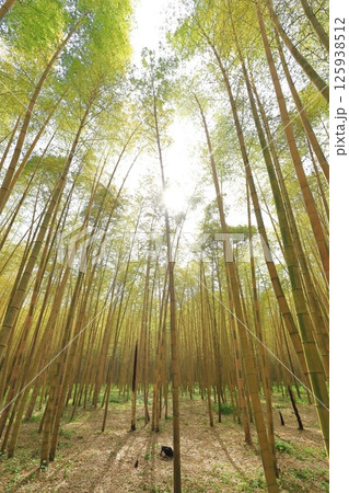 栃木県宇都宮市 若竹の杜 金明孟宗竹 栃木県宇都宮市 若竹の杜 金明孟宗竹 125938512