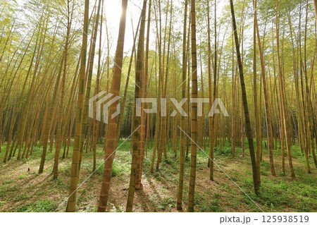 栃木県宇都宮市 若竹の杜 金明孟宗竹 栃木県宇都宮市 若竹の杜 金明孟宗竹 125938519