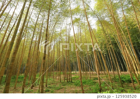 栃木県宇都宮市 若竹の杜 金明孟宗竹 栃木県宇都宮市 若竹の杜 金明孟宗竹 125938520