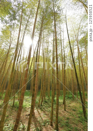 栃木県宇都宮市 若竹の杜　金明孟宗竹 125938521