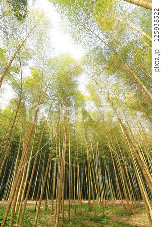 栃木県宇都宮市 若竹の杜 金明孟宗竹 栃木県宇都宮市 若竹の杜 金明孟宗竹 125938522