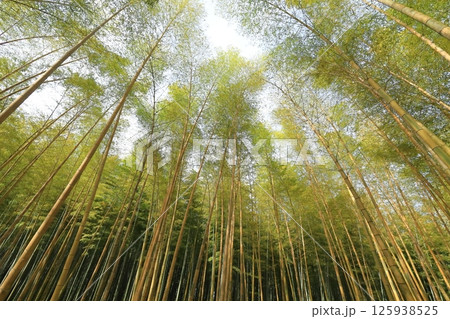 栃木県宇都宮市 若竹の杜 金明孟宗竹 栃木県宇都宮市 若竹の杜 金明孟宗竹 125938525