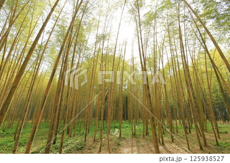 栃木県宇都宮市 若竹の杜 金明孟宗竹 栃木県宇都宮市 若竹の杜 金明孟宗竹 125938527