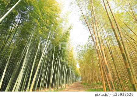 栃木県宇都宮市 若竹の杜　金明孟宗竹 125938529