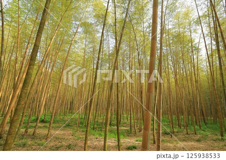 栃木県宇都宮市 若竹の杜 金明孟宗竹 栃木県宇都宮市 若竹の杜 金明孟宗竹 125938533