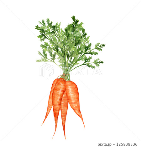 Hand-drawn bunch of fresh carrots with their green tops Hand-drawn bunch of fresh carrots with their green tops 125938536