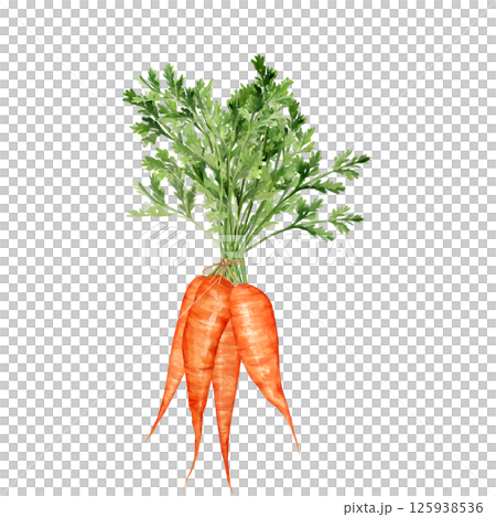 Hand-drawn bunch of fresh carrots with their green tops Hand-drawn bunch of fresh carrots with their green tops 125938536