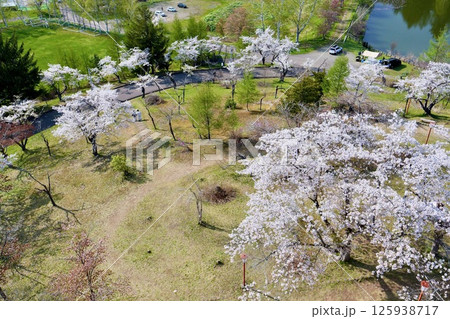 美唄市「東明公園」展望より眼下に広がる桜 125938717