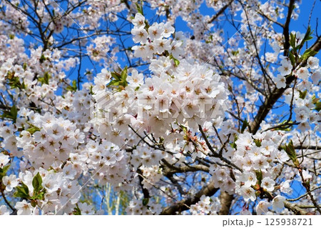 美唄市「東明公園」満開の桜「ソメイヨシノ」 125938721