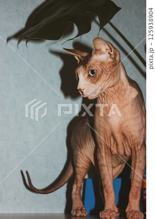 Hairless cat Canadian Sphynx breed with blue eyes stands on a table under monstera palm leaf. Domestic kitty in modern interior. Feline pet at home. 125938904