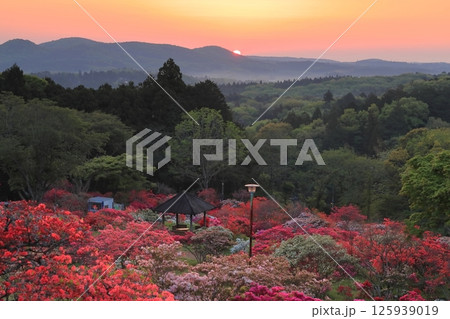 笠間つつじ公園の朝日 125939019