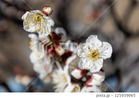白いウメの花(白梅) 白いウメの花(白梅) 125939065