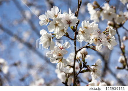 桜の花のクローズアップ 125939133