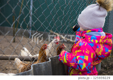 A little girl in a pink winter jacket and wool hat feeds chickens behind a wire mesh fence on a farm, demonstrating a connection with nature and farm animals. The child feeds grass to the chickens. A little girl in a pink winter jacket and wool hat feeds chickens behind a wire mesh fence on a farm, demonstrating a connection with nature and farm animals. The child feeds grass to the chickens. 125939229