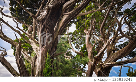 Canopy of Ancient Junipers of Cape Osezaki, Japan Canopy of Ancient Junipers of Cape Osezaki, Japan 125939245