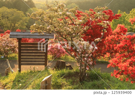 笠間ツツジ公園のツツジ 125939400