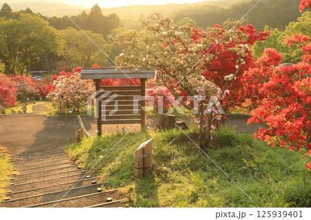 笠間ツツジ公園のツツジ 125939401