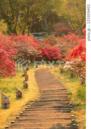 笠間ツツジ公園のツツジ 125939403