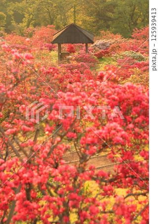 笠間ツツジ公園のツツジ 125939413