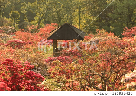 笠間ツツジ公園のツツジ 125939420