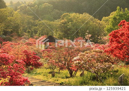 笠間ツツジ公園のツツジ 125939421