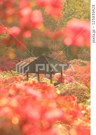笠間ツツジ公園のツツジ 笠間ツツジ公園のツツジ 125939428