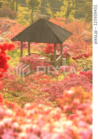 笠間ツツジ公園のツツジ 125939431