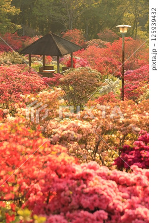 笠間ツツジ公園のツツジ 125939432