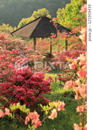笠間ツツジ公園のツツジ 125939439