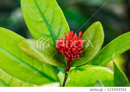 サンタンカのつぼみ サンタンカのつぼみ 125939581