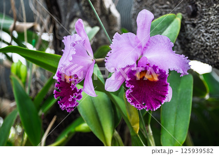 カトレヤ・トリアナエの花 125939582