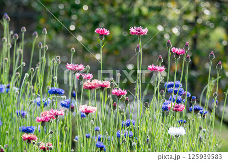 花畑のヤグルマギク 125939583