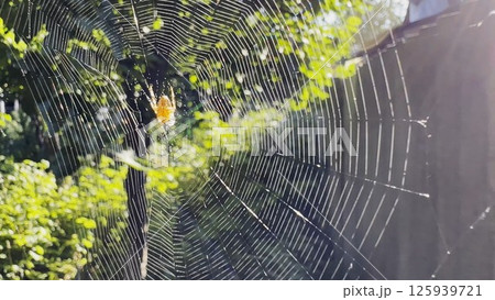 Spiderweb swaying in wind at garden with sunlight at background. Spider builds a cobweb outdoor. Beautiful nature scene on summer day. Concept of wildlife. Slow motion 125939721