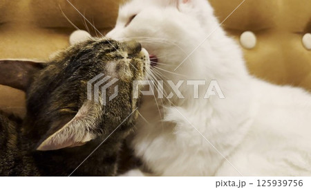 Beautiful domestic cats licking each other with tongues at home. Cute kittens taking care of fur each other at home. Family couple feline resting together. Concept of adorable animals. Close up 125939756